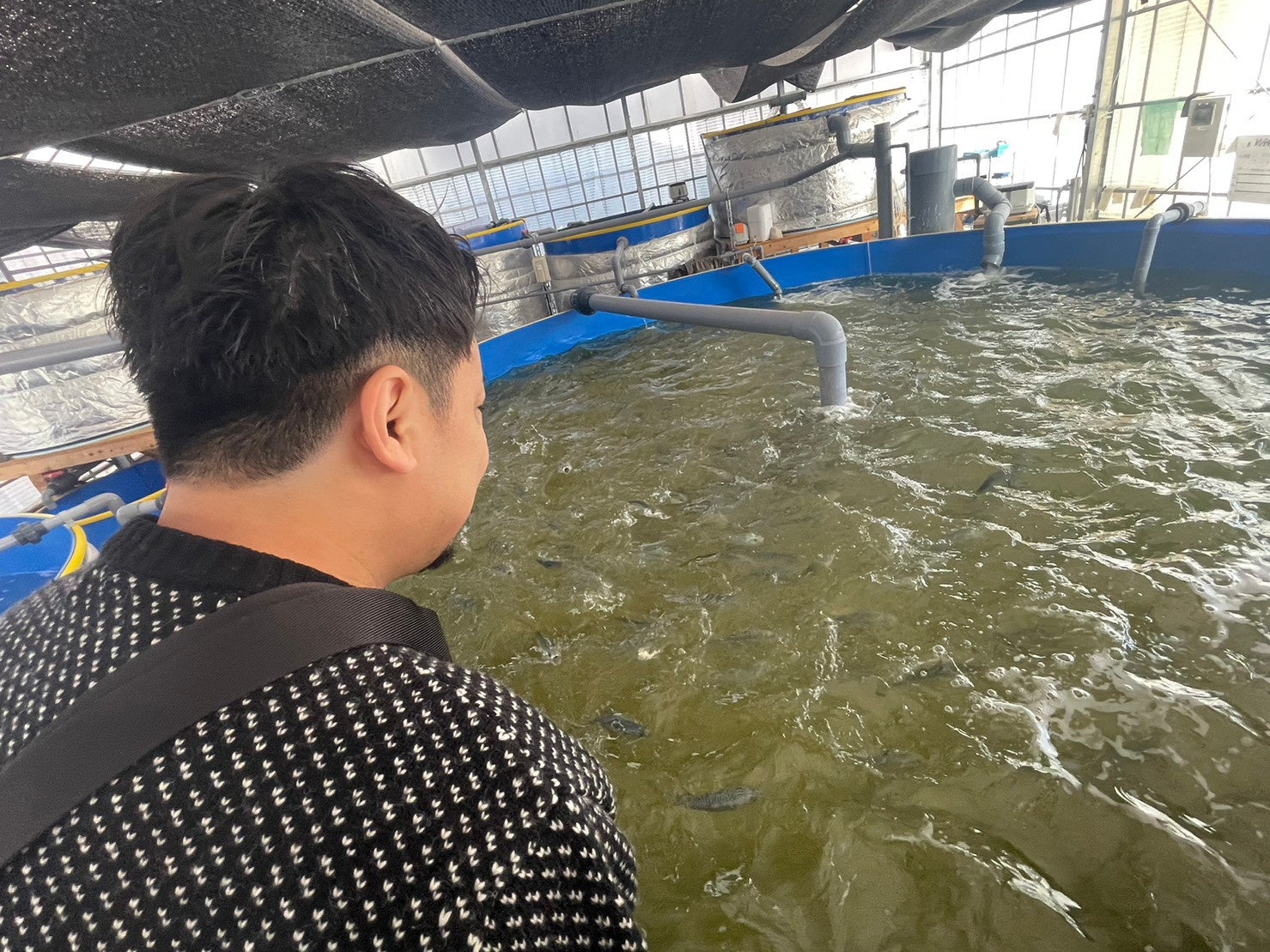 えさに群がるサバたちを眺める大将