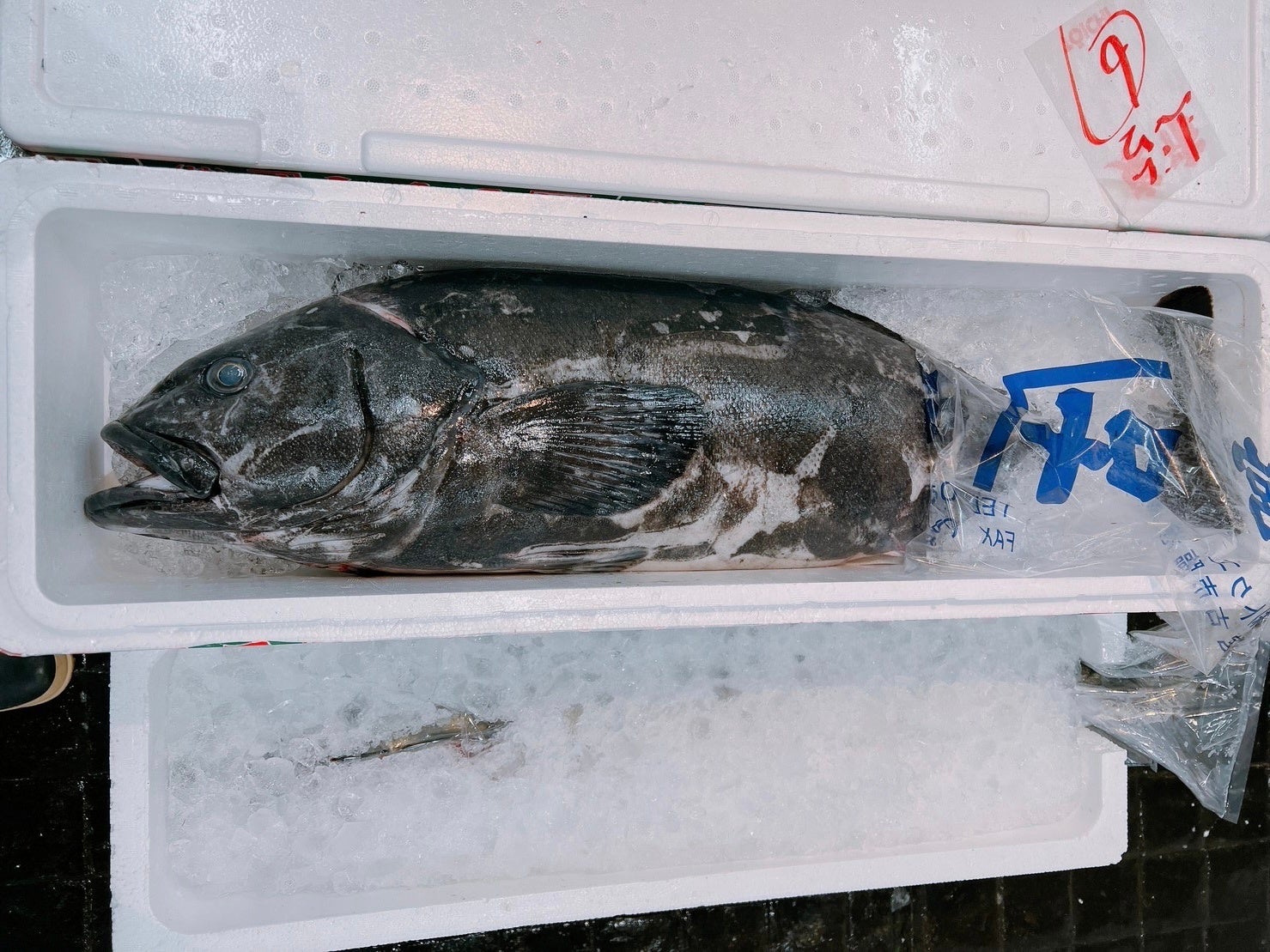 アブラボウズ。見た目はクエに近い。