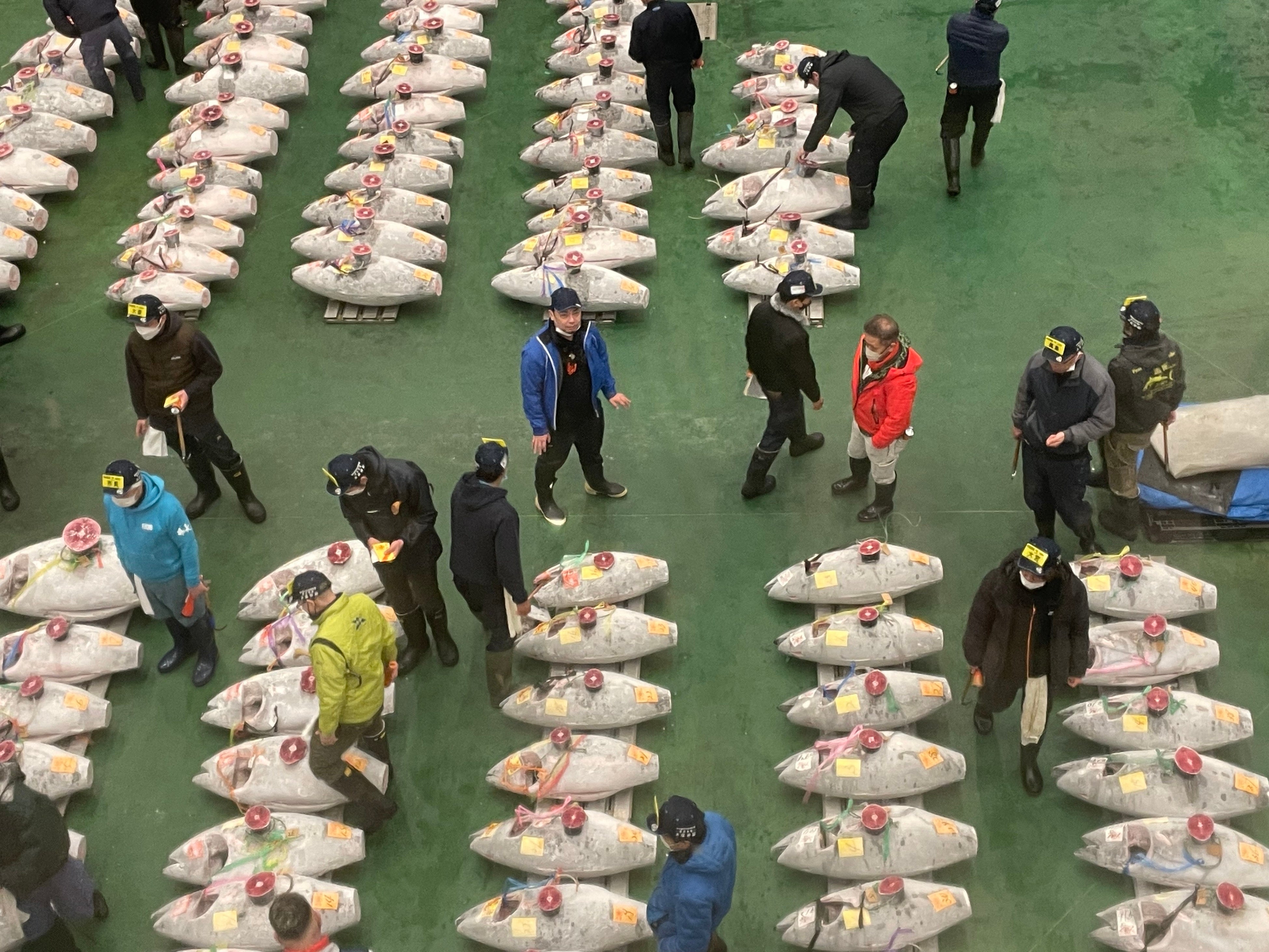 大将を探せ（見学場から見たセリ場の様子。ちなみに写っているマグロは冷凍だが、実際に仕入れているのは生本マグロなのでご安心を）