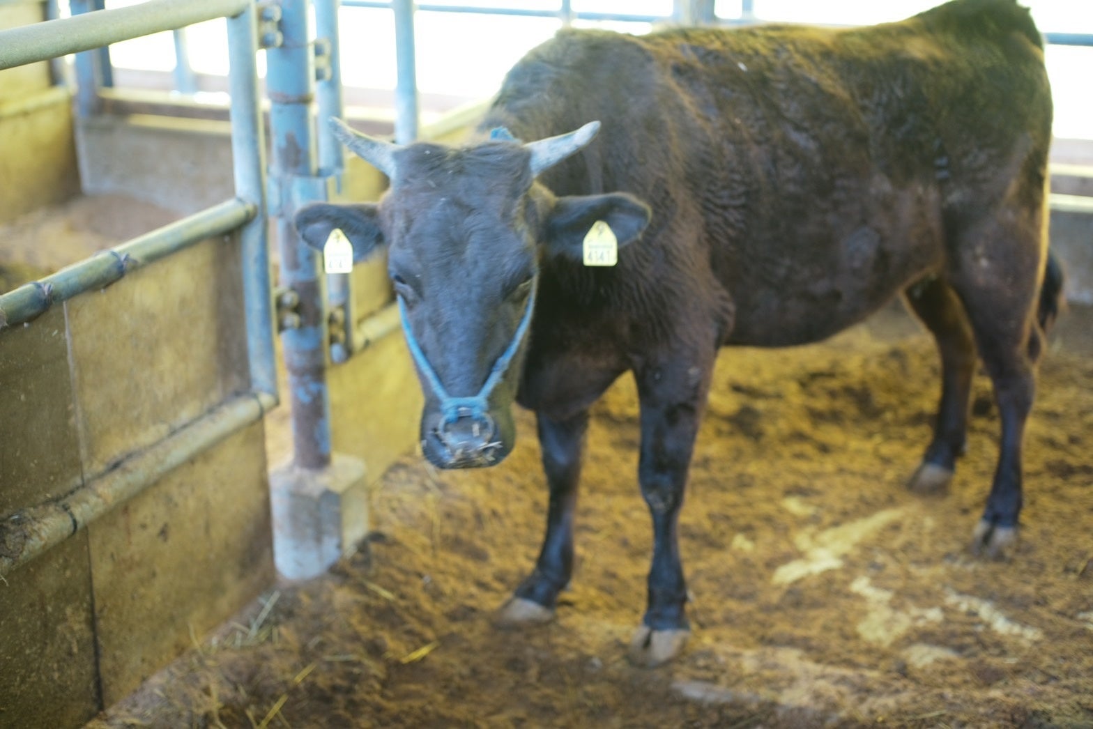 こちらが大将かきだが初めて購入した牛「みなみ」