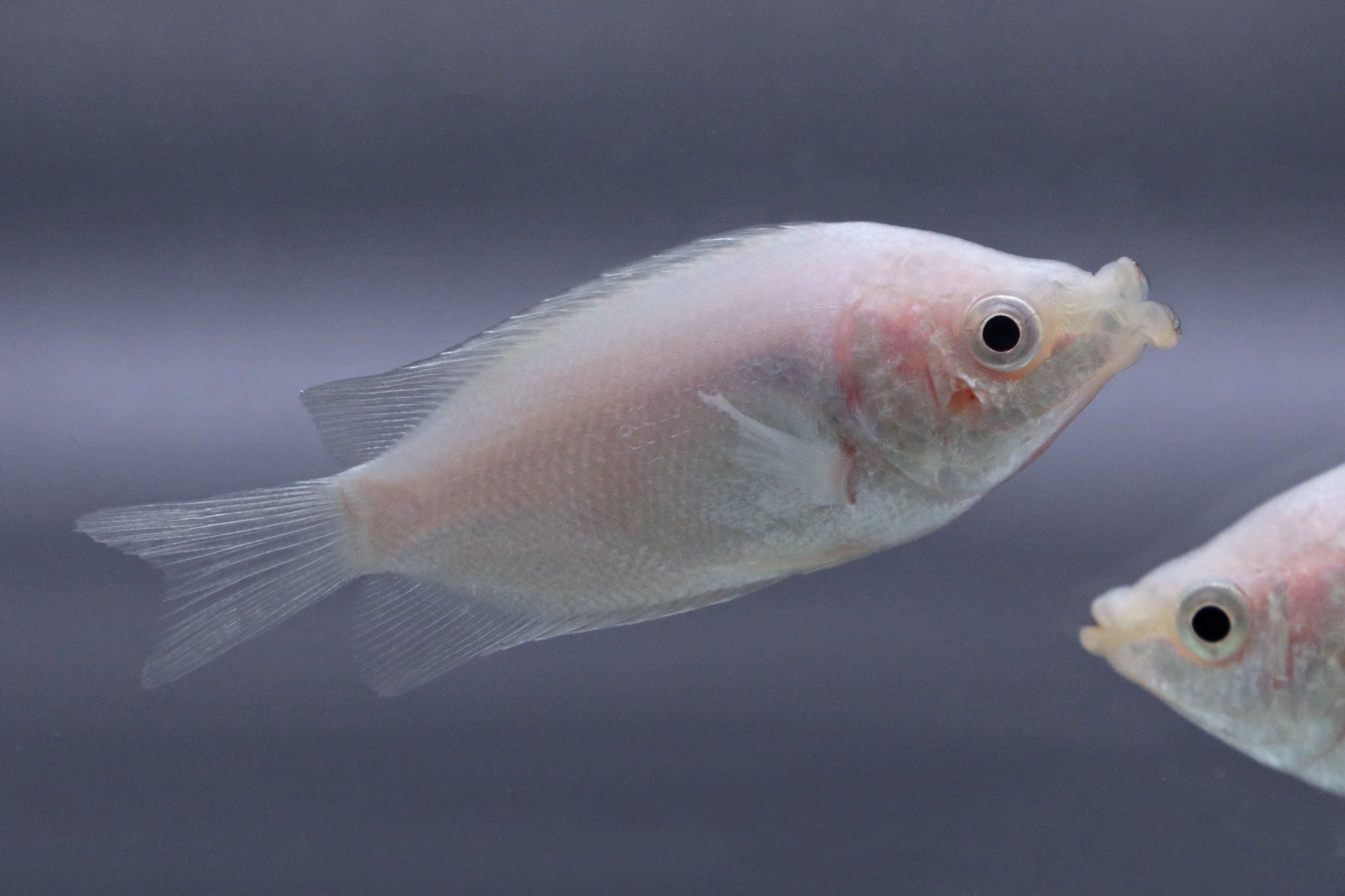 夏だ 恋だ 恋愛運 ゾーンが1 5倍にボリュームup 恋に効く 開運 恋するフォーチュンアクアリウム 開運魚の 秘密 に迫る検定クイズ 開運グッズをgetできるsnsキャンペーンを開催 チャイナスクエア株式会社のプレスリリース 夏だ 恋だ 恋愛運 ゾーンが1 5倍にボリュームup 恋に効く 開運 恋するフォーチュンアクアリウム 開運魚の 秘密 に迫る検定クイズ 開運グッズをgetできるsnsキャンペーンを開催 チャイナスクエア株式会社のプレスリリース