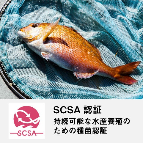 SCSA認証の近大マダイ®