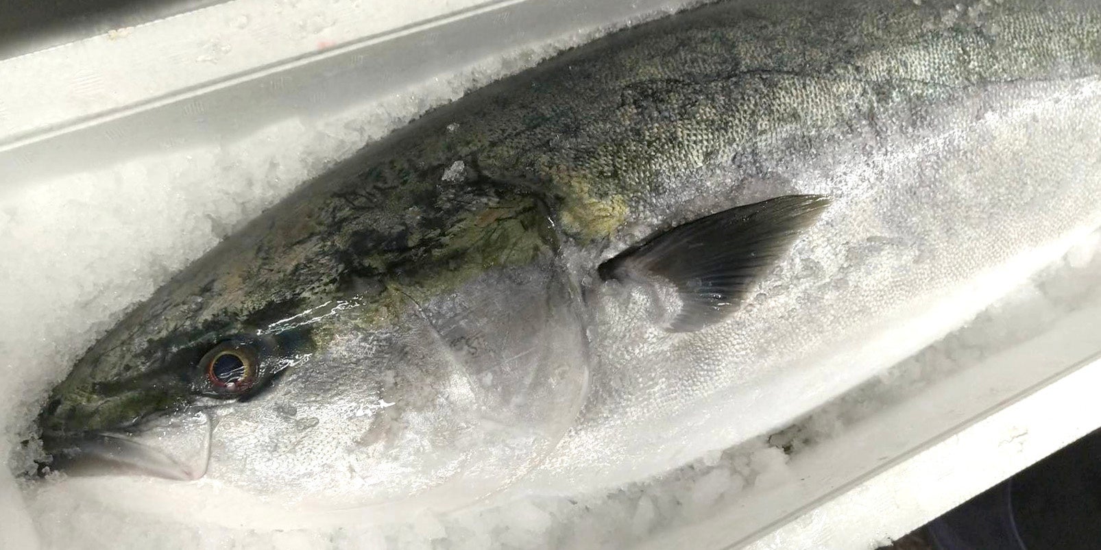 レストラン「とやま鮨　海富山」ぶりイメージ