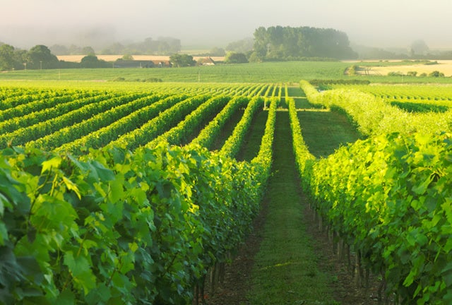 理想的なテロワールの恩恵を受ける自社畑