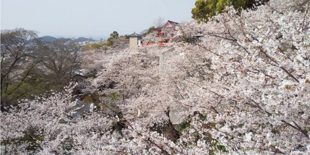 紀三井寺 桜イメージ