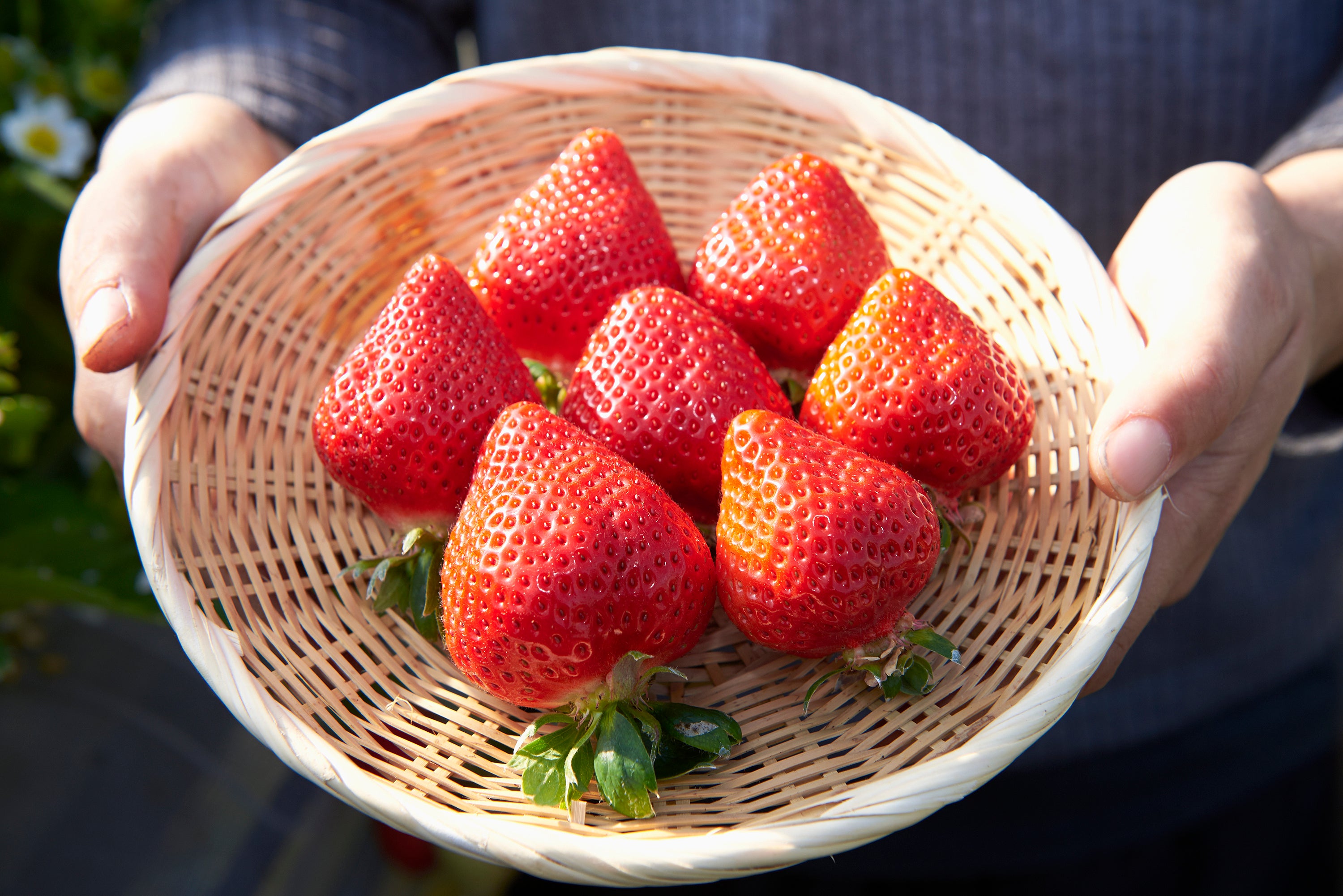福岡県のこだわりいちご「あまおう」