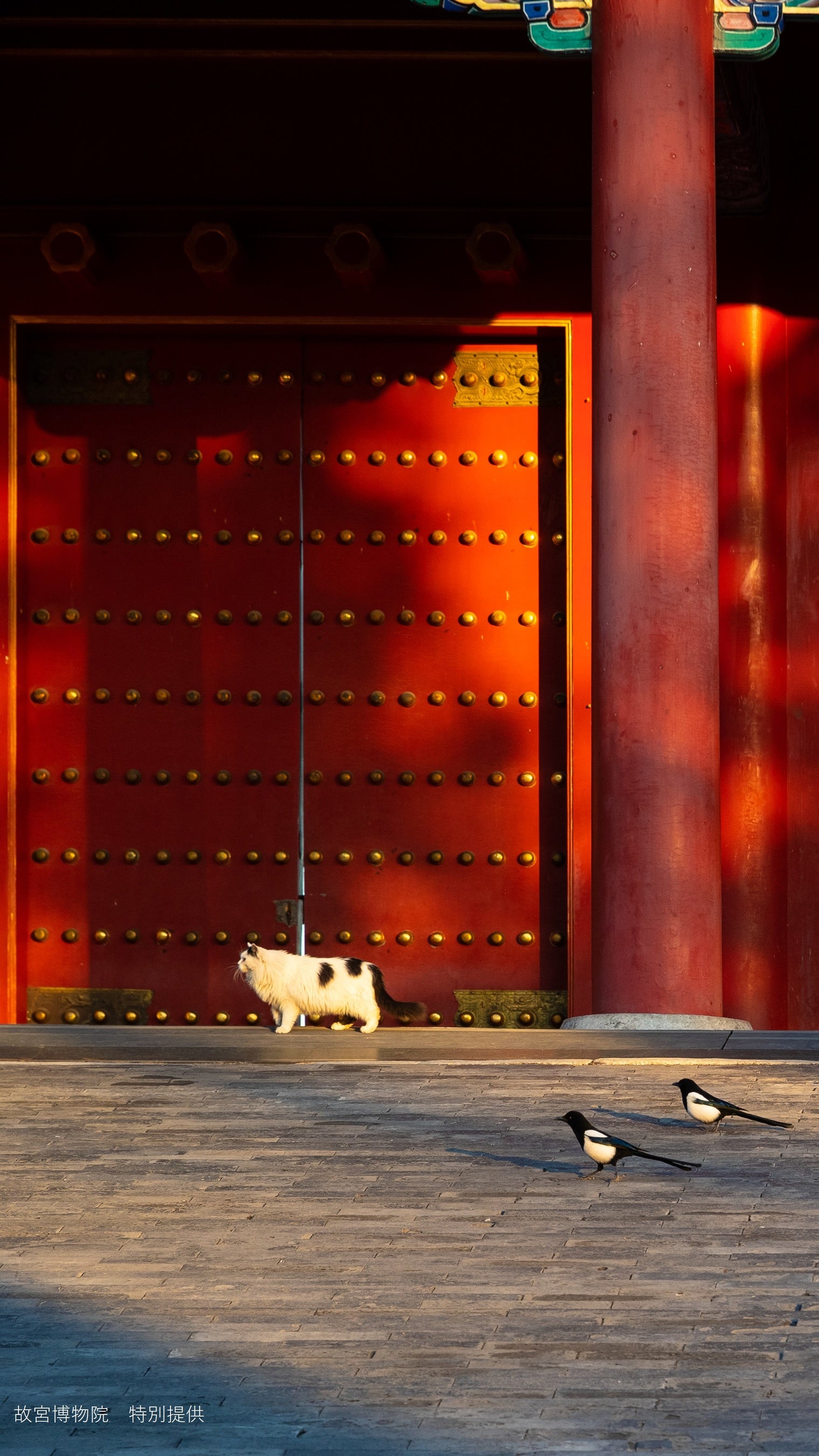 故宮写真「春015」