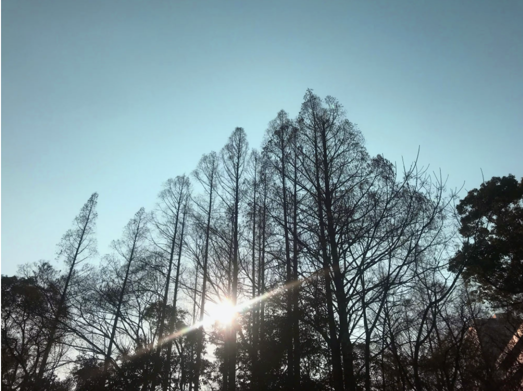 すっくと突き抜けるメタセコイアの木をクリエイターの発展をイメージした