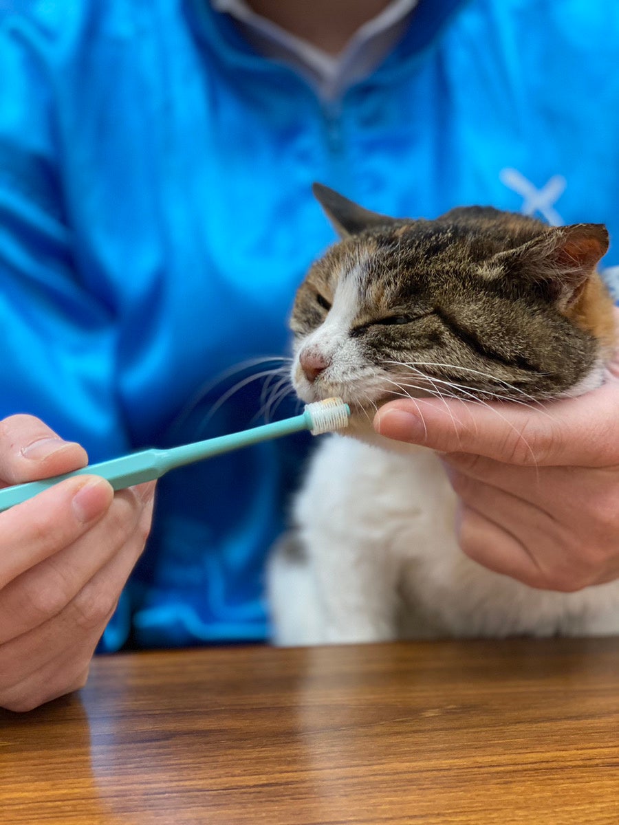 猫に歯磨きをしている様子