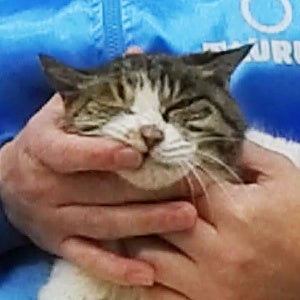 猫に歯磨きをしている様子