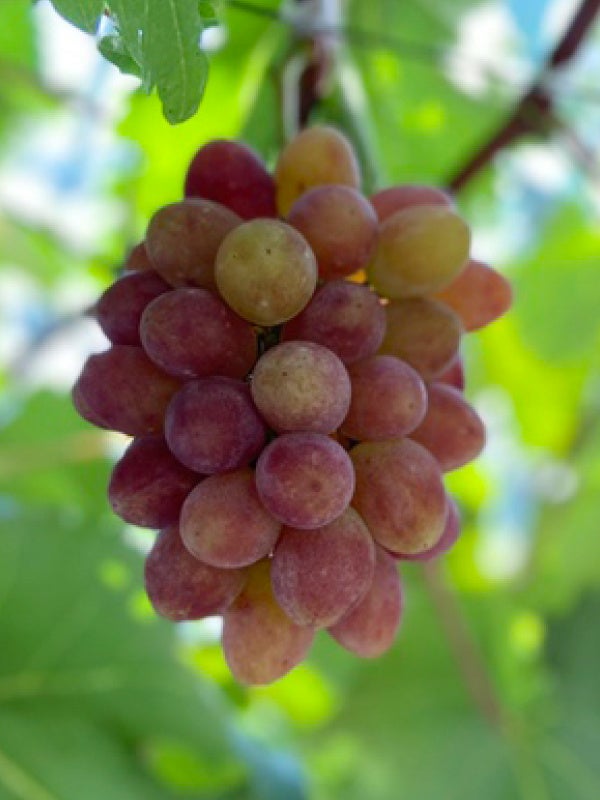 サニールージュ