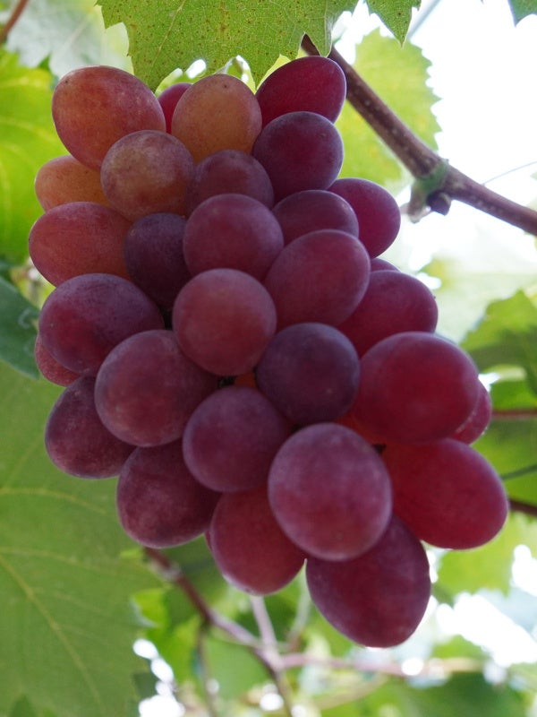 藤稔(ふじみのり)