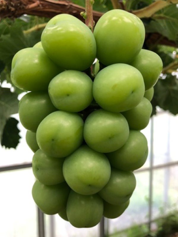 シャインマスカット