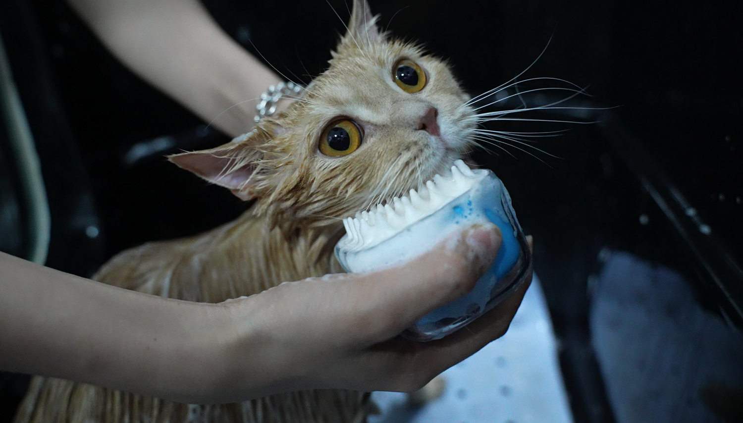 猫ちゃんの為のグルーミングブラシ　使用イメージ画像4