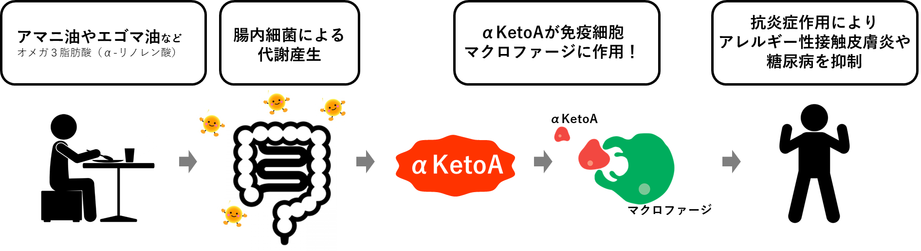 腸内細菌によるオメガ3脂肪酸 の代謝と「αKetoA」の抗炎症作用