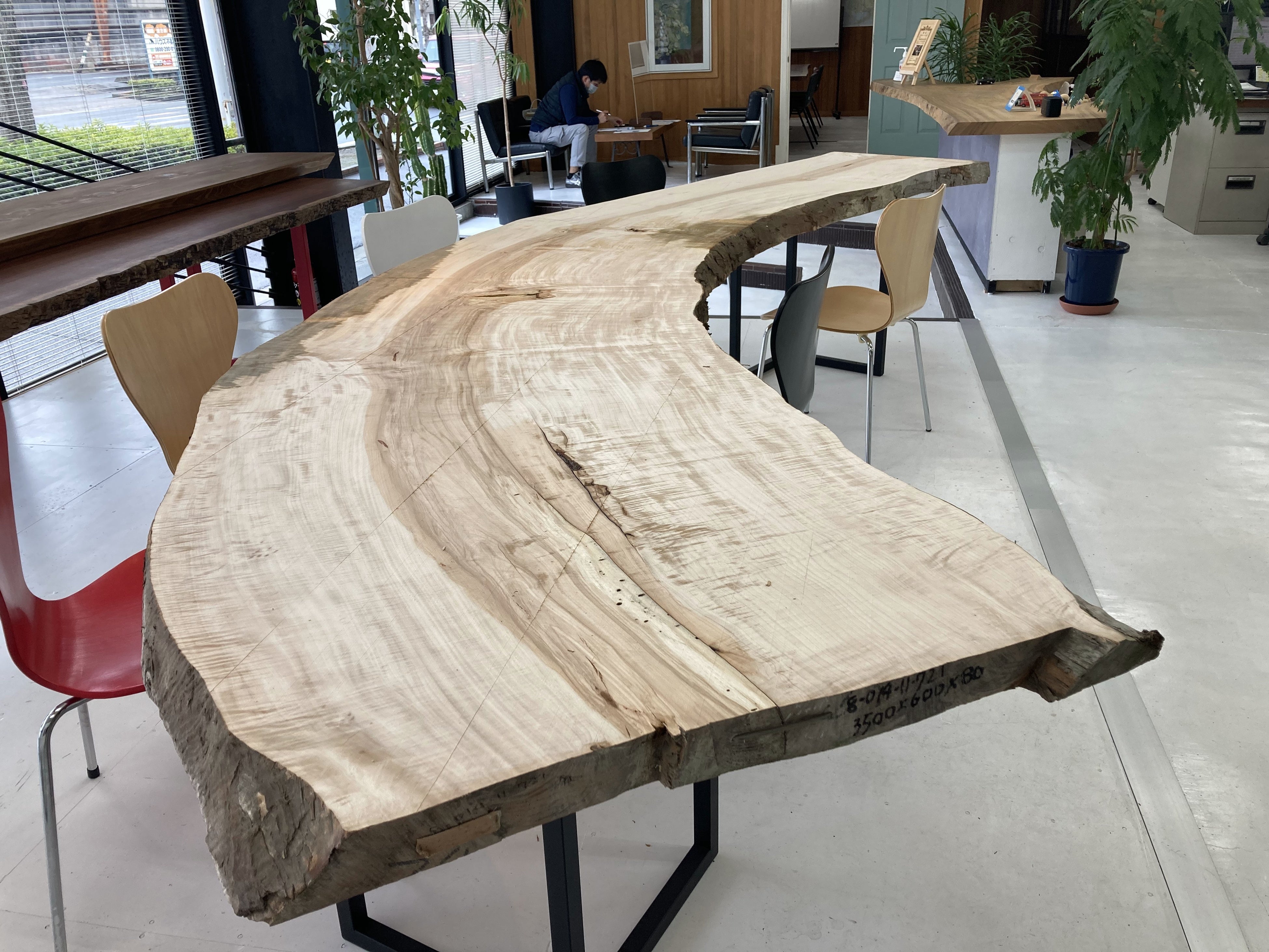 メインテーブルに使用したトチの一枚板(加工前)