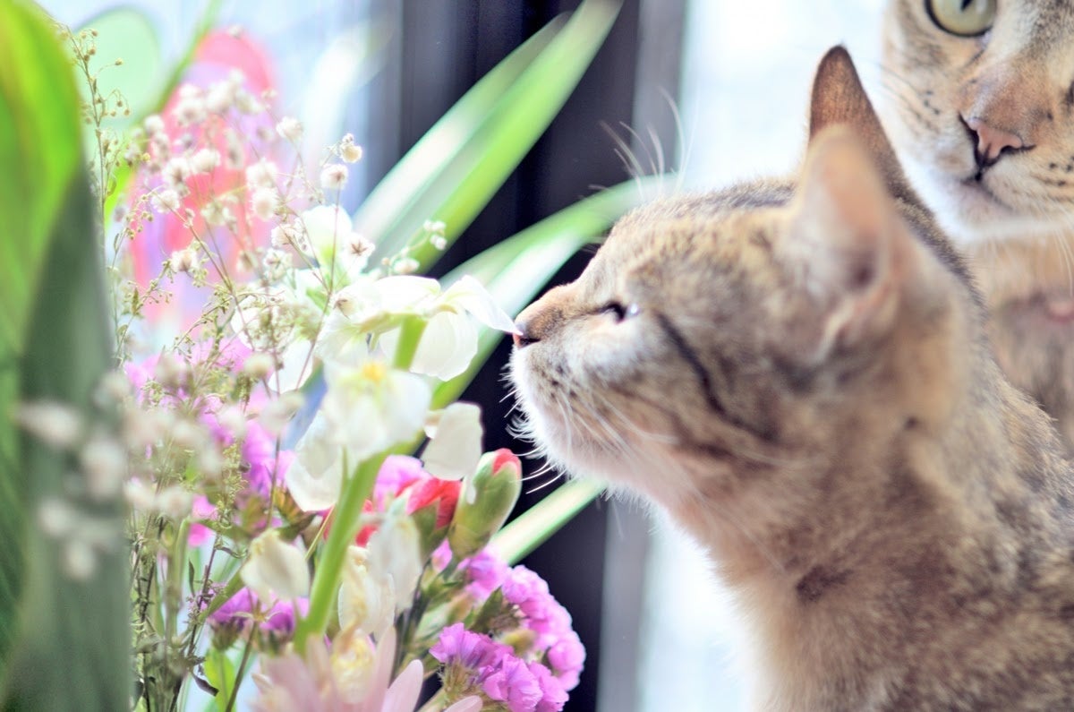 花いっぱいのペット葬儀 花屋が営むペットセレモニー 最後の贈り物とありがとうの気持ちを込めて ペットセレモニー ねむの木 のプレスリリース 花いっぱいのペット葬儀 花屋が営むペットセレモニー 最後の贈り物とありがとうの気持ちを込めて ペットセレモニー ねむの木 のプレスリリース