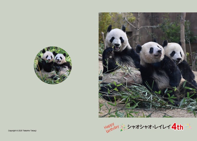 恩賜上野動物園*シャオシャオ&レイレイ クリアファイルとポスト 恩賜上野動物園*シャオシャオ&レイレイ クリアファイルとポスト