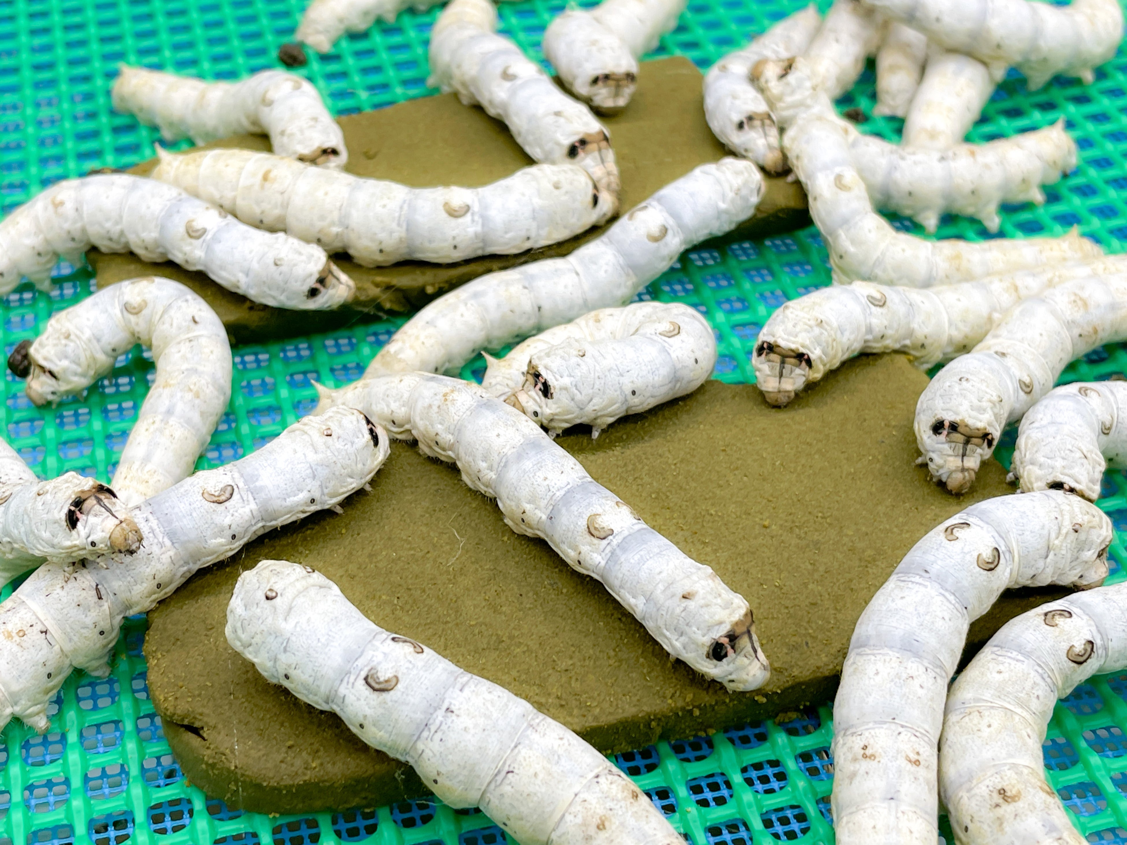 サステナブルな素材として改めて注目を集める蚕（シルク）