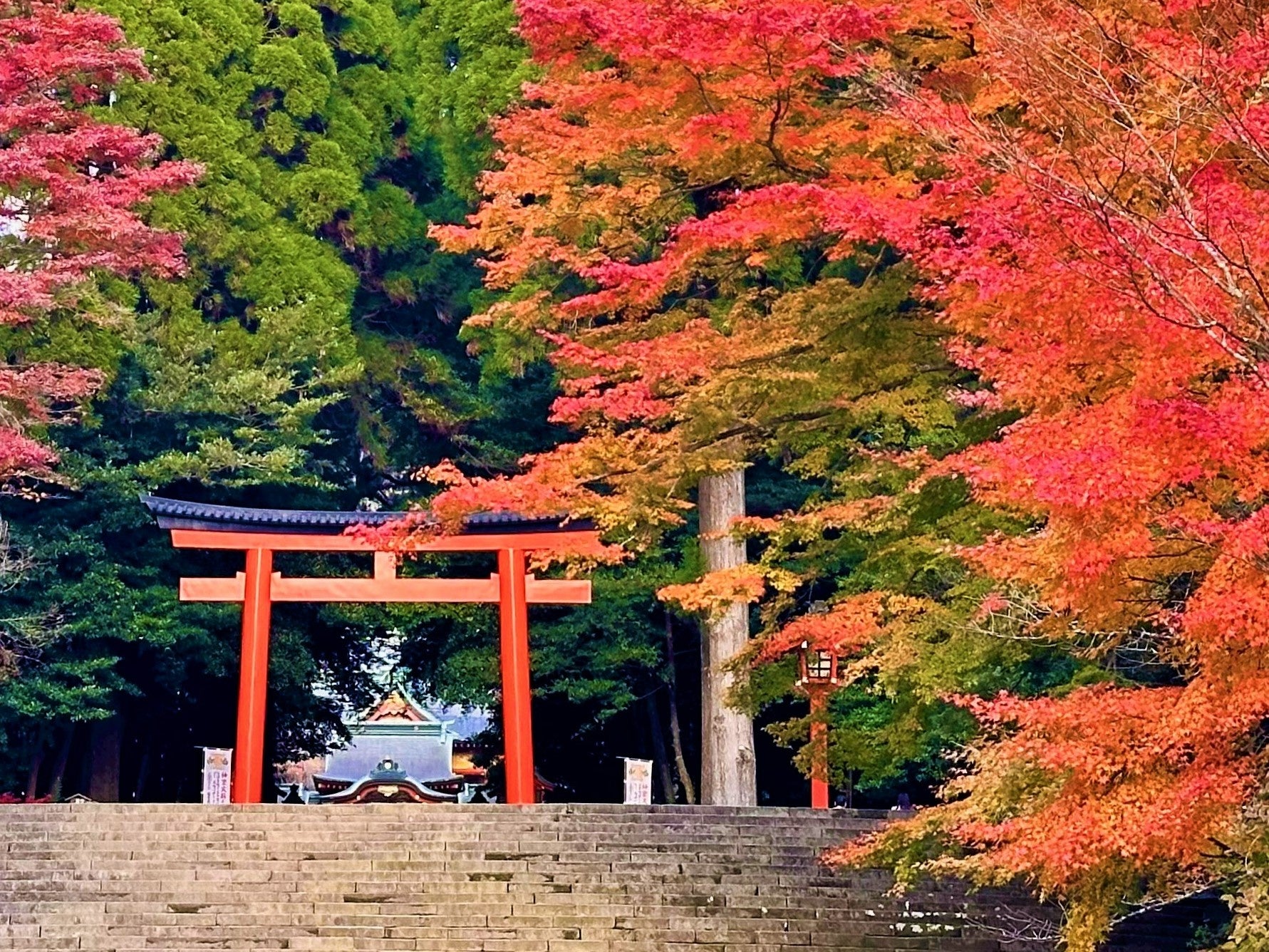 11月中旬から12月上旬が紅葉見ごろ！鹿児島 霧島市観光PR課が