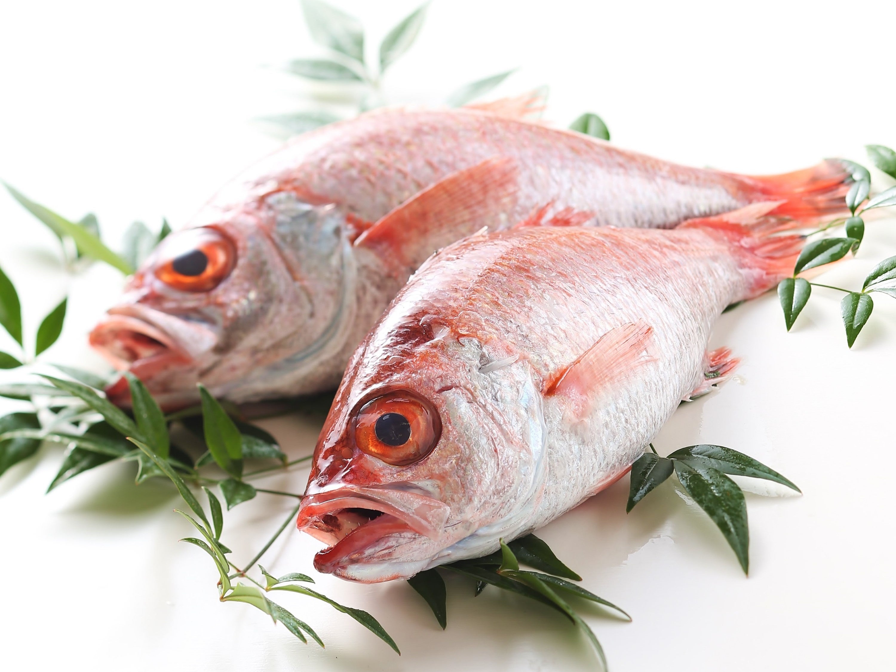 のどぐろ（イメージ）