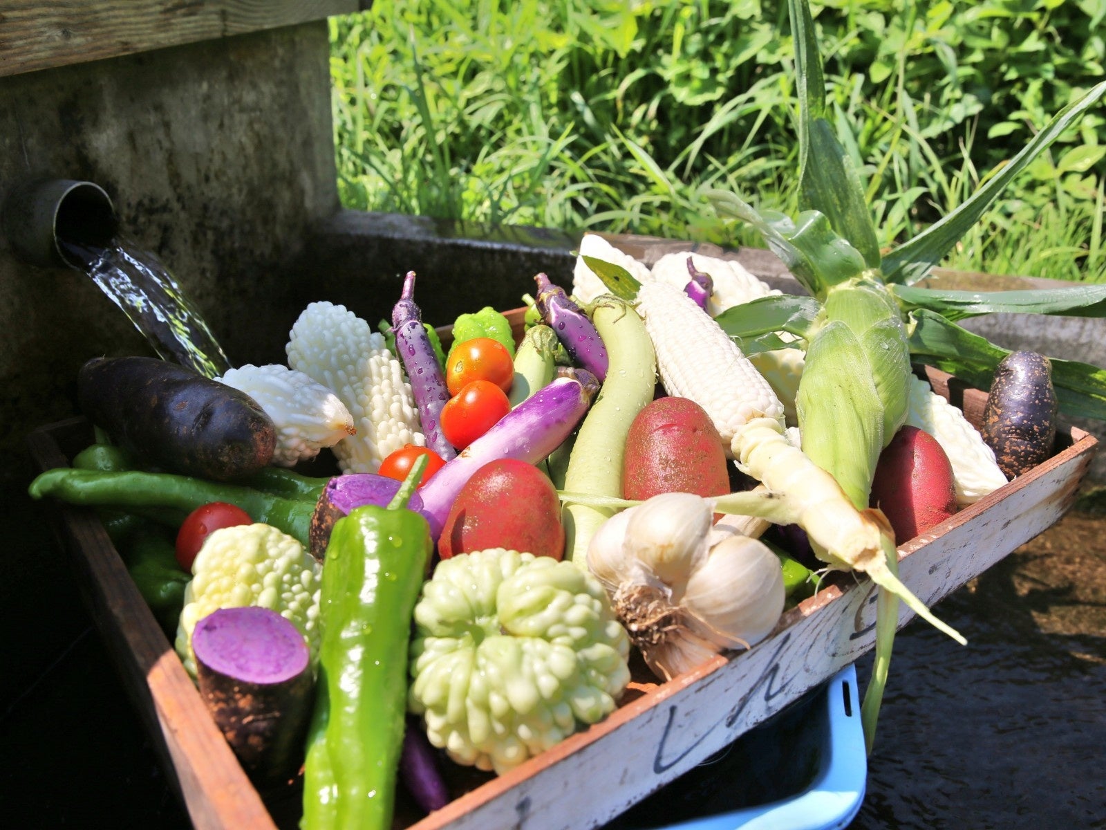 契約農家から仕入れた新鮮野菜