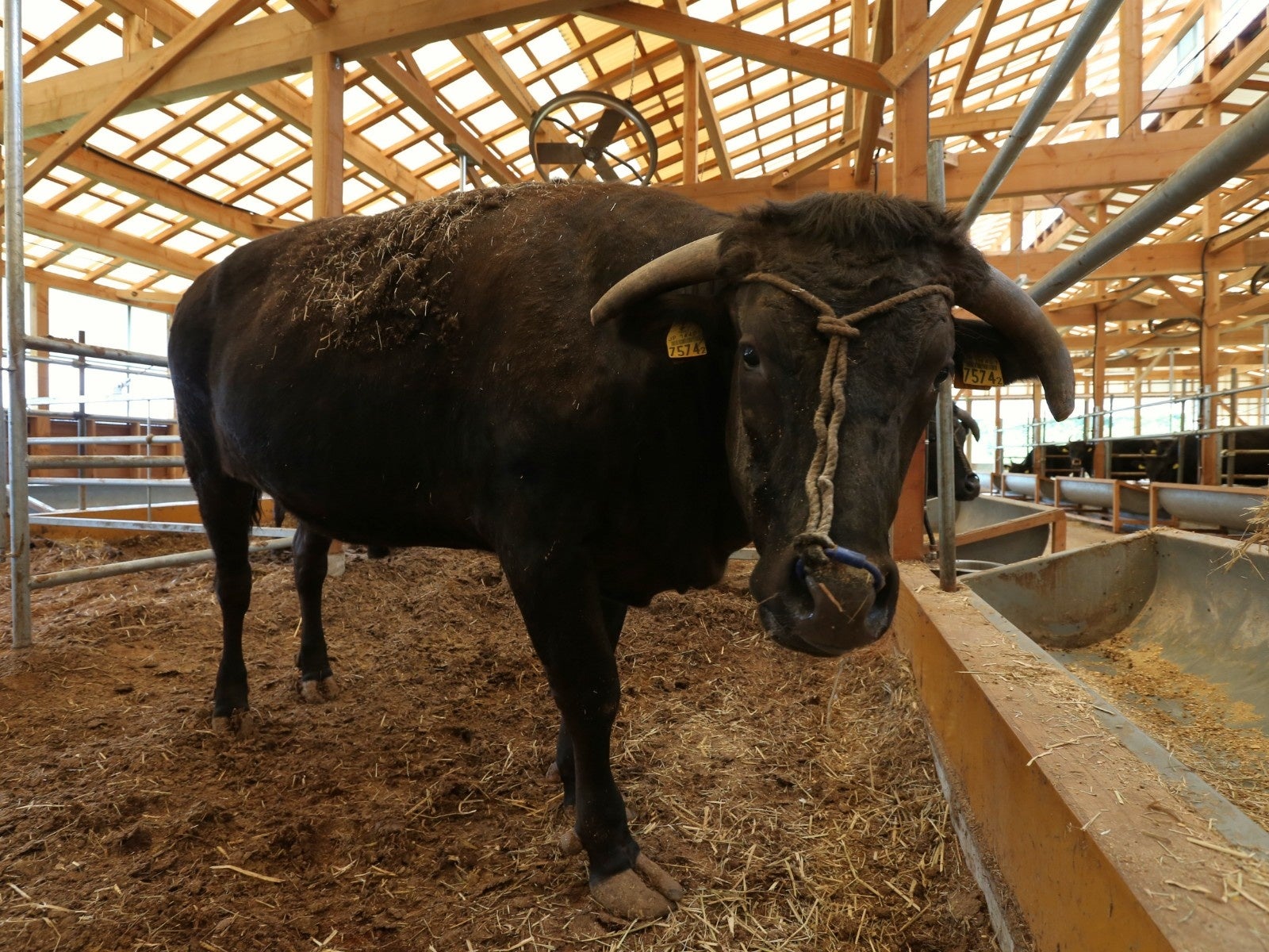 但馬牛（イメージ）