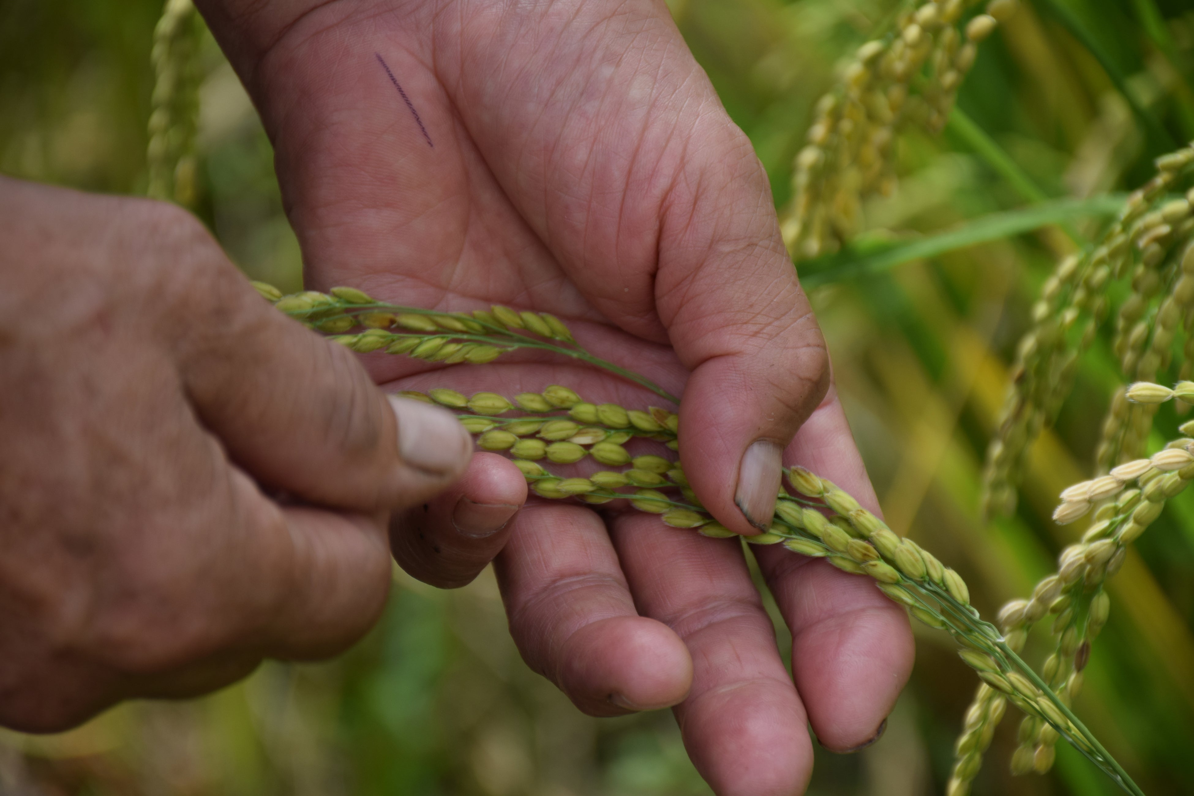 毎日毎日の雑草取りで爪には土が入り込んでいる