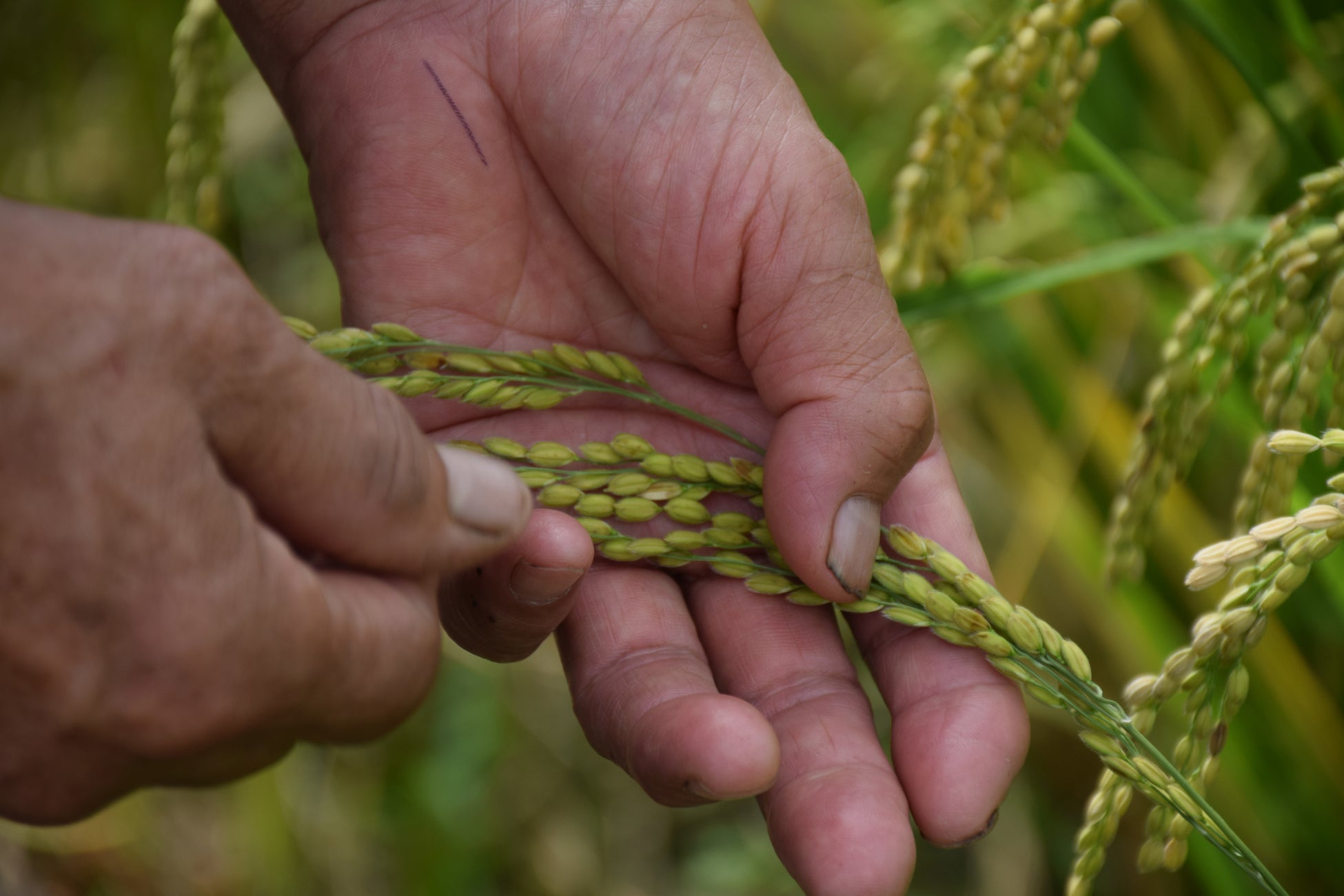 毎日毎日の雑草取りで爪には土が入り込んでいる