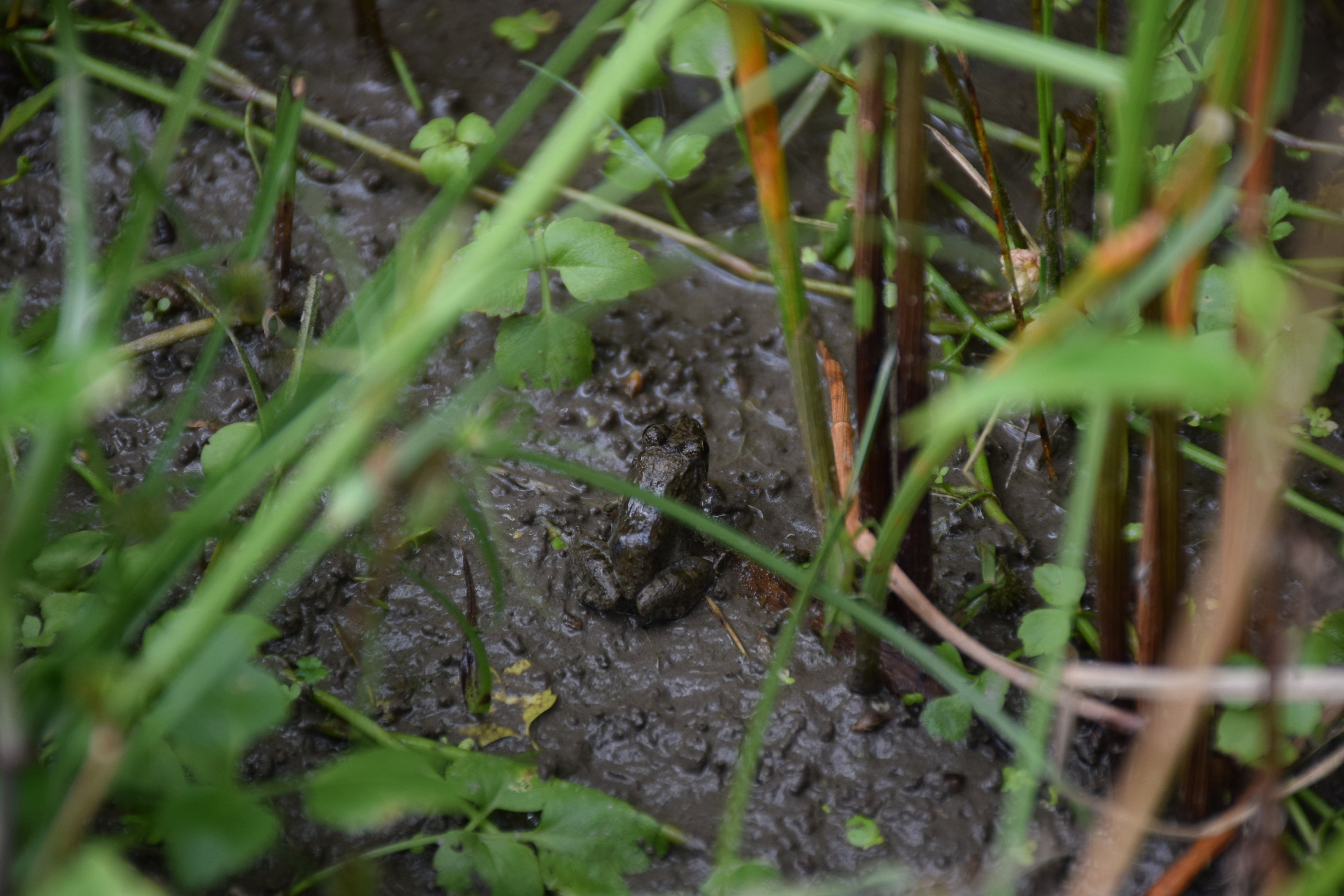 有機栽培の田んぼには生き物が溢れる