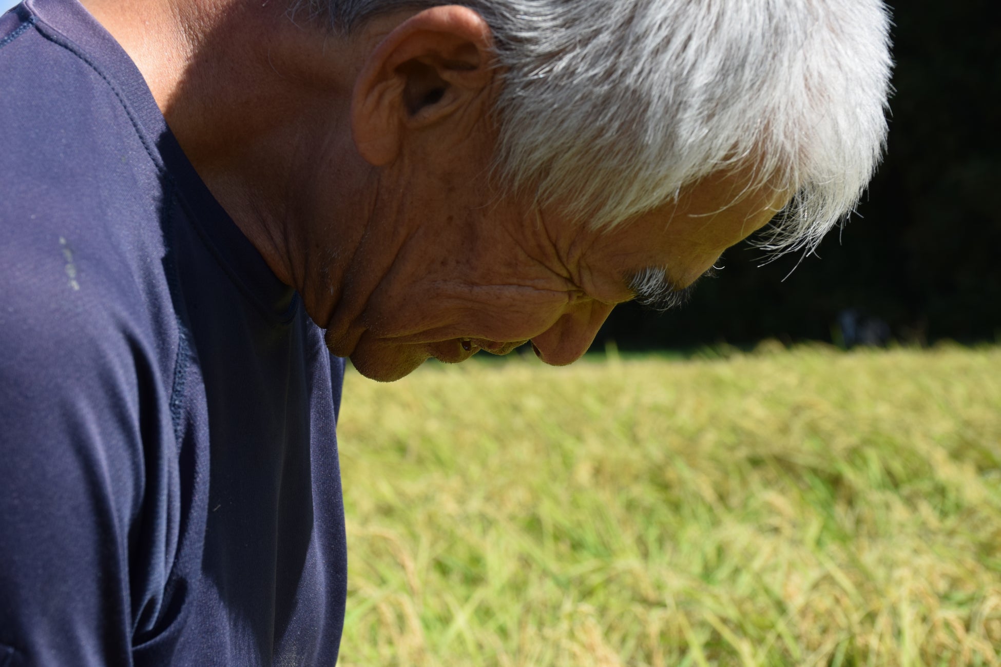 兵庫県多可町の有機「山田錦」の農家、藤本さん