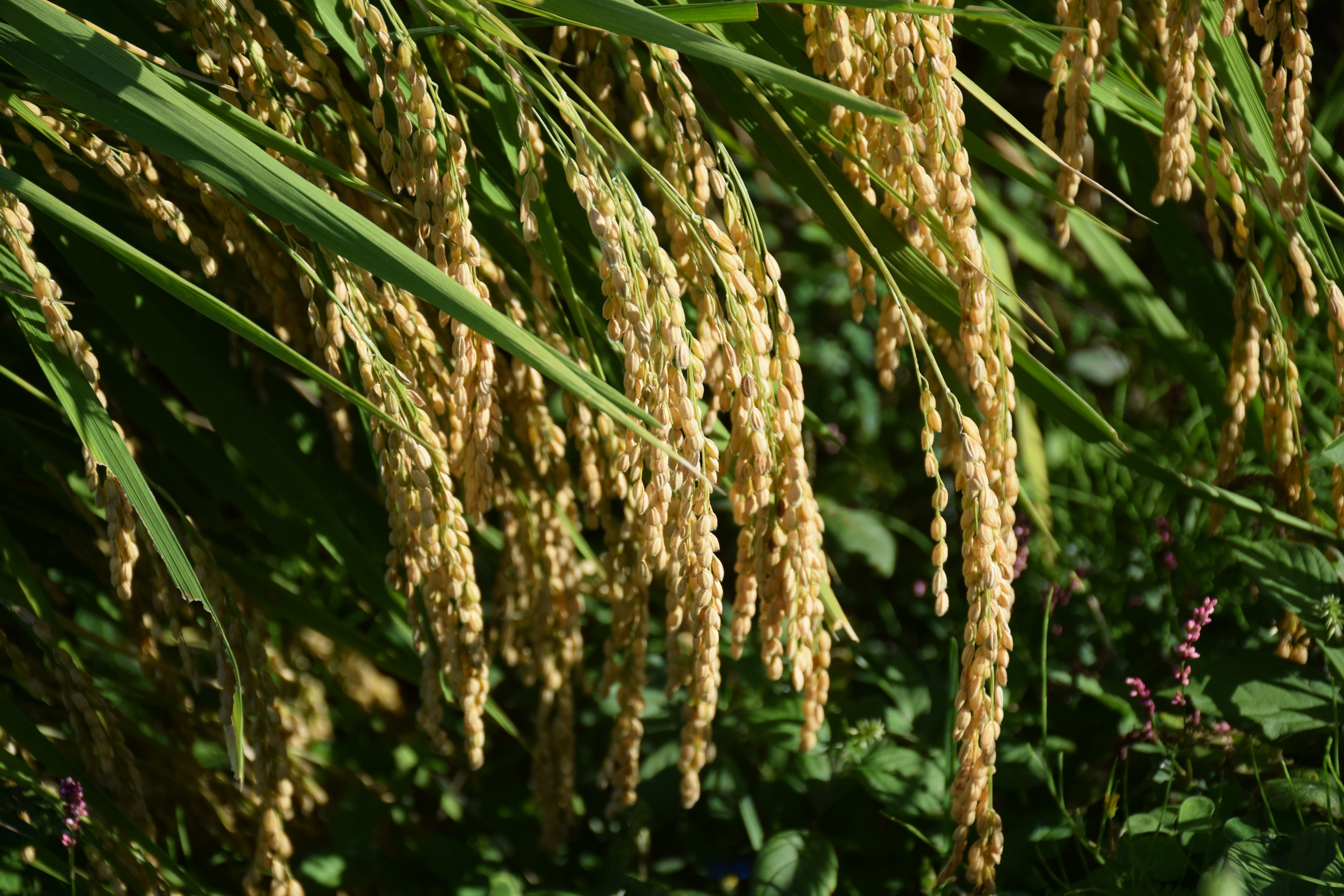 有機栽培の兵庫県産「山田錦」
