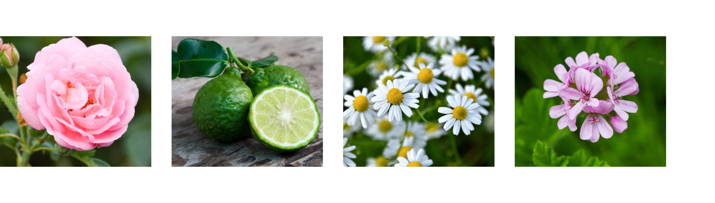 左から ダマスクバラ花油、ベルガモット果実油、ローマカミツレ花油、ニオイテンジクアオイ油   ※写真はイメージです