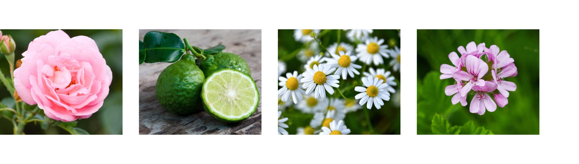 日本酒で キレイになって欲しい 菊正宗の新スキンケアブランド Kikuco キクコ が誕生 菊正宗酒造株式会社のプレスリリース 日本酒で キレイになって欲しい 菊正宗の新スキンケアブランド Kikuco キクコ が誕生 菊正宗酒造株式会社のプレスリリース