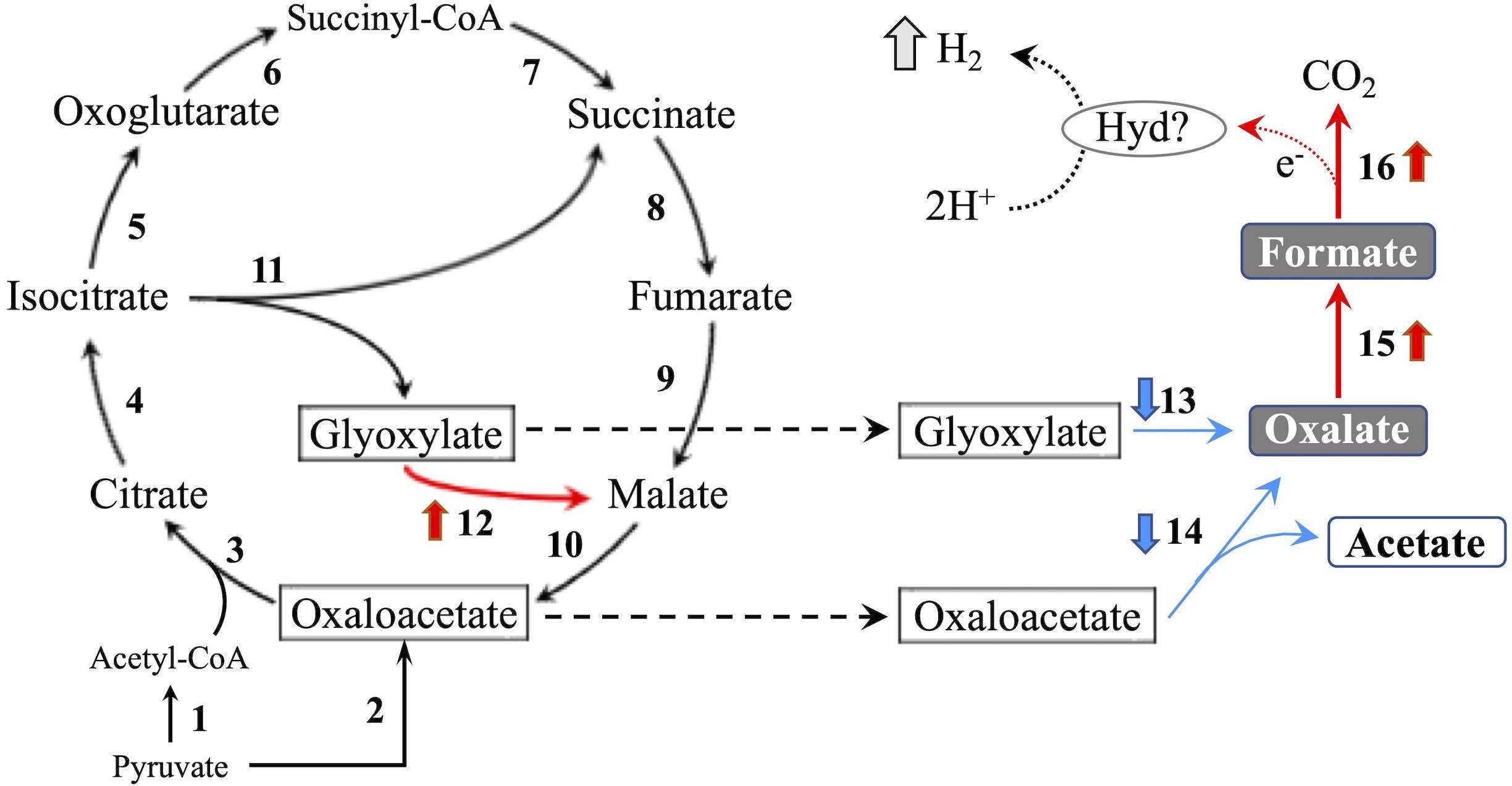 図3　T. versicolor K-41株による推定水素産生経路