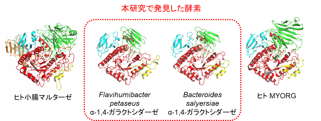 図 2. GH31酵素の立体構造