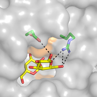 図 3. F. petaseus α-1,4-ガラクトシダーゼの基質結合部位 灰色で酵素の分子表面を表し、結合している基質（α-1,4-ガラクトビオース）は黄色のスティックモデルで表している。
