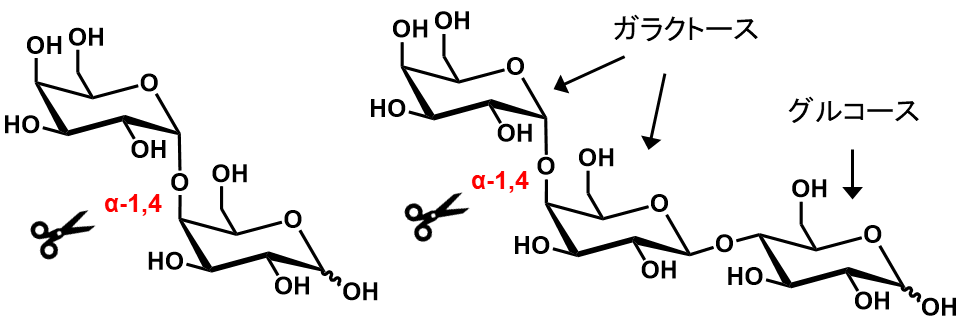図 1. α-1,4-ガラクトビオース（左）とグロボトリオース（右）の構造　　　　　　　　　　　　　　　　　　　　　　本研究で見つけたα-1,4-ガラクトシダーゼはハサミの部分を加水分解する。