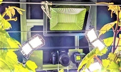 高精細カメラを搭載した小型移動車両を用いたワインブドウの花の撮影 