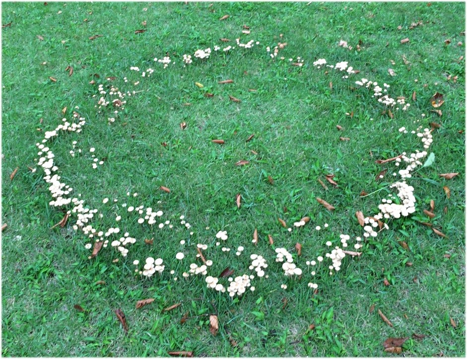 図1．フェアリーリング