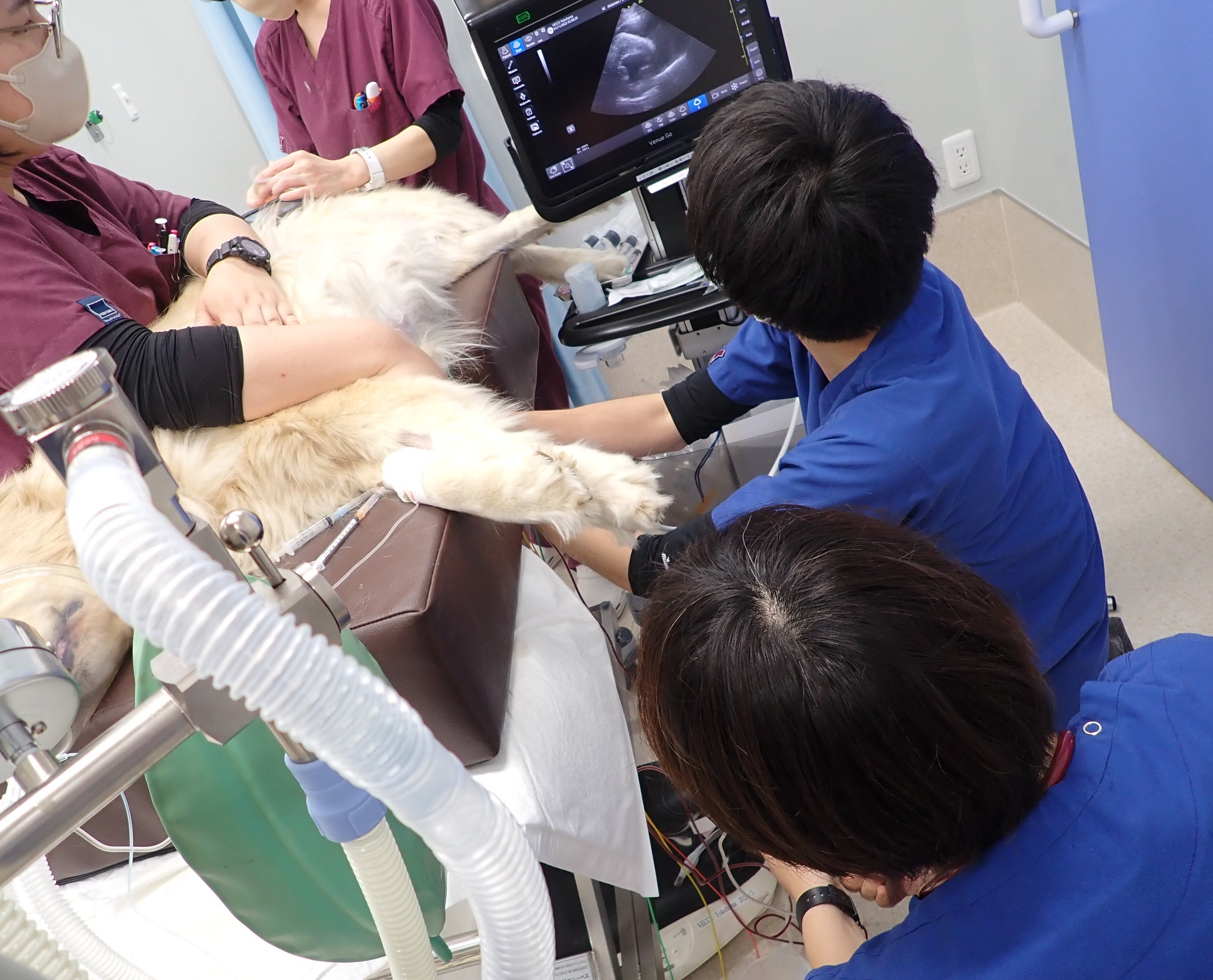 横浜市南区の救急動物病院VECCS横浜は年末年始も24時間で対応し
