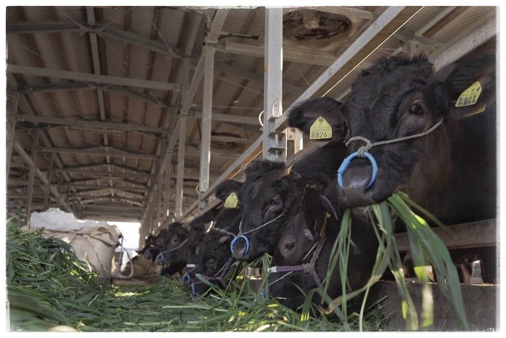 ～”廃牛”から”ブランド牛”に～