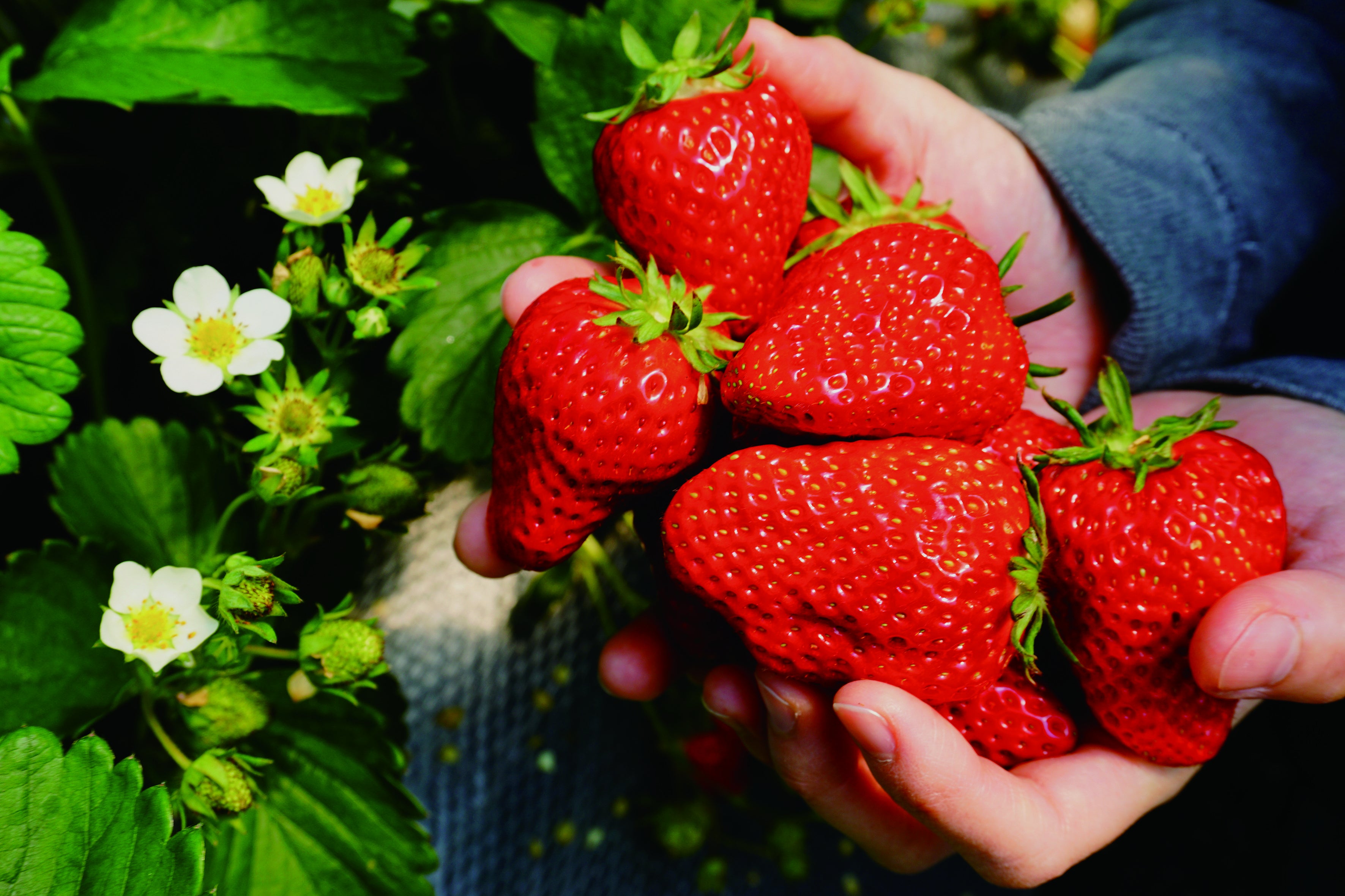 ＊画像はイメージです