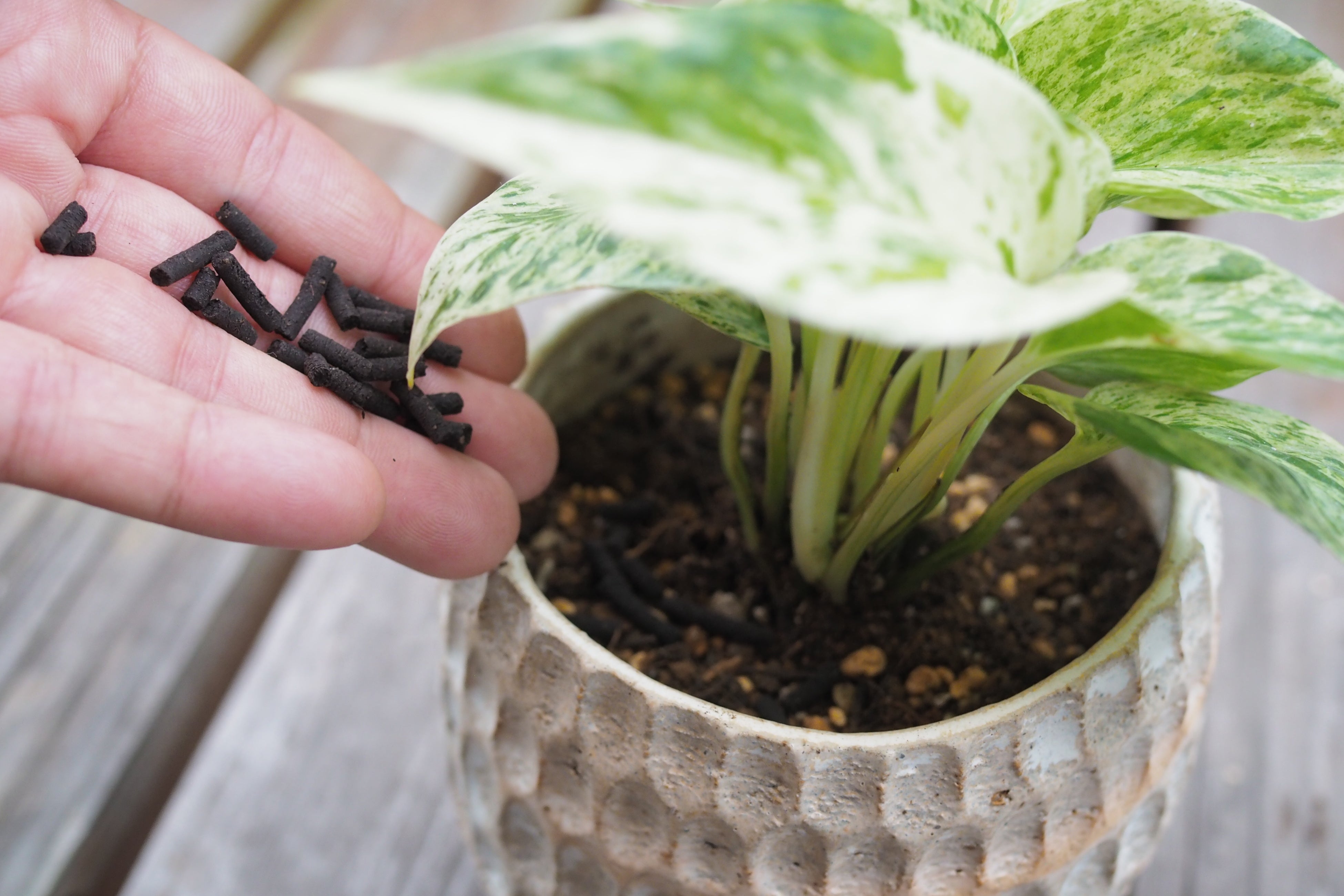 「＋Coffeeを追肥