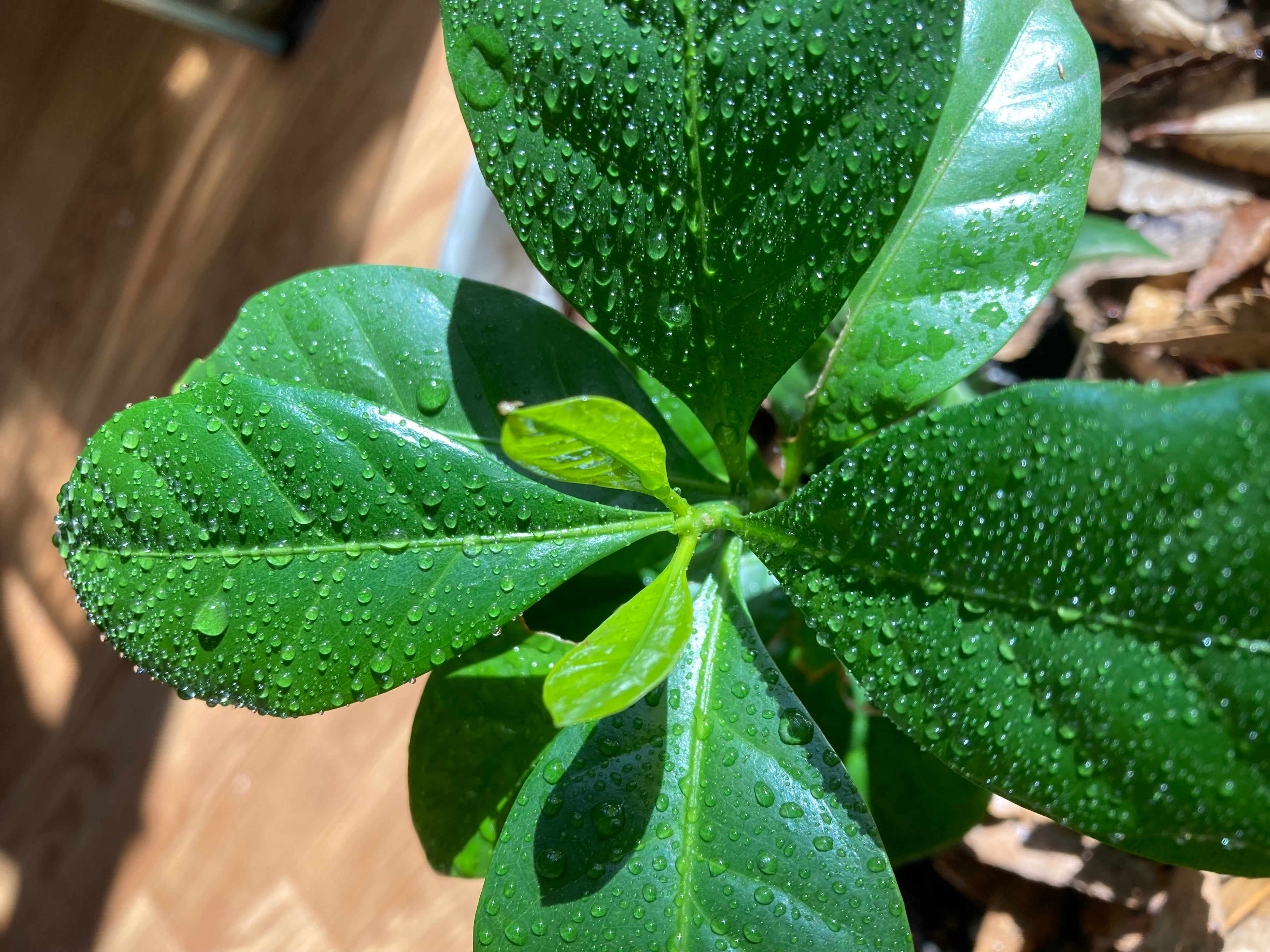 「＋Coffee」でコーヒーノキを