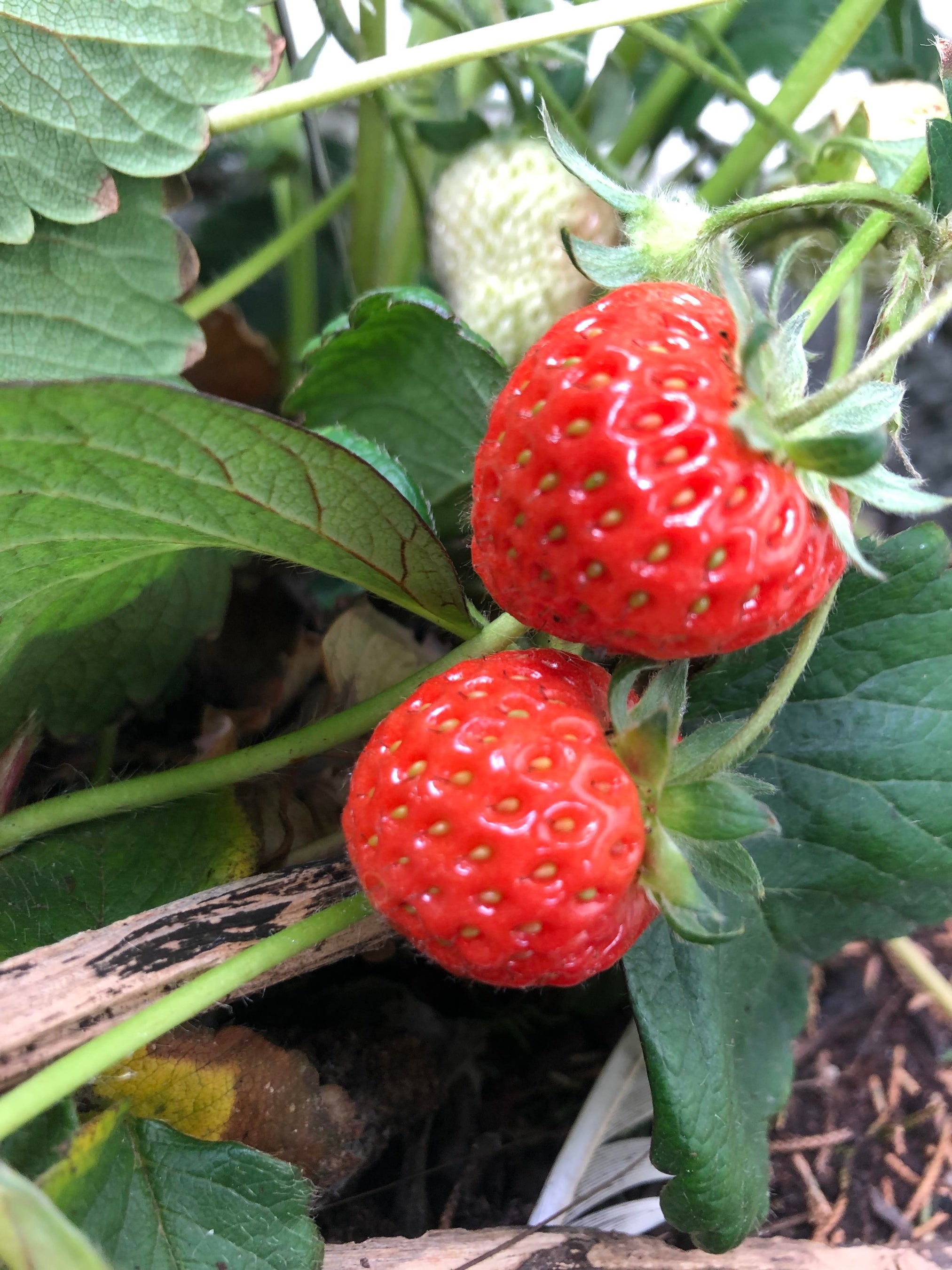 収穫の楽しいイチゴ