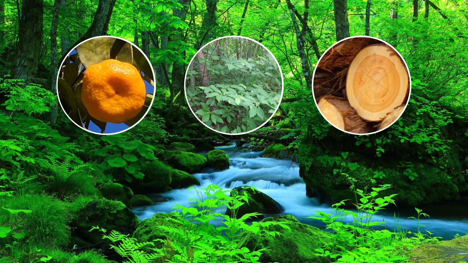 ３つの日本固有の香り