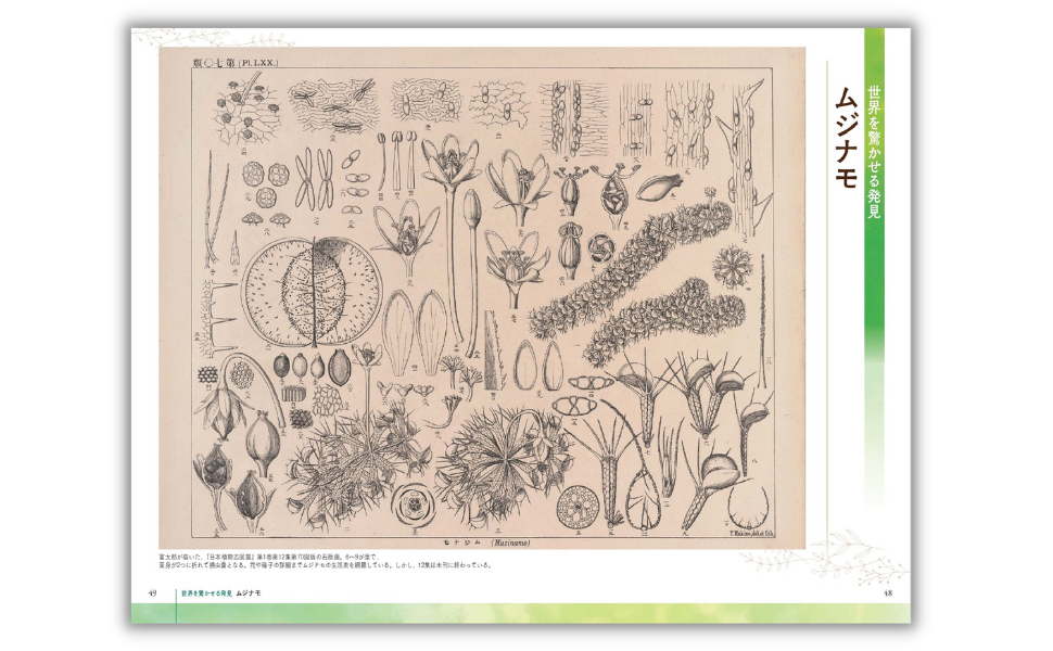 牧野日本植物図鑑 牧野富太郎著　初版　NHK「らんまん」のモデル NHK朝ドラ『らんまん』のモデルとなった植物学者・牧野富太郎の