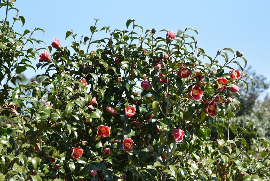 椿の名産地として知られる五島列島