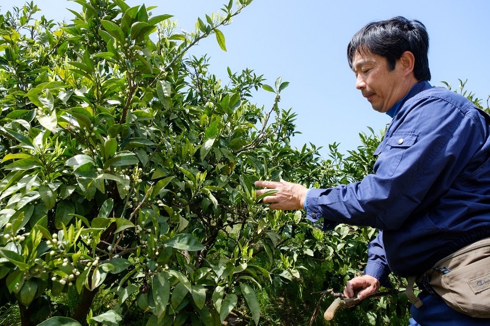 根の張り具合や花の付き具合を一本ずつ確かめながら成長を促す川﨑さん